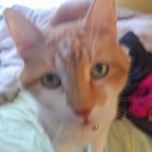 Meet your Posher, Anne